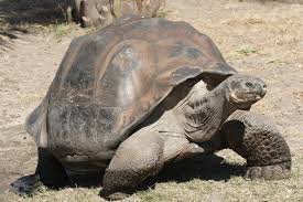 galapagos.jpg, 10 KB